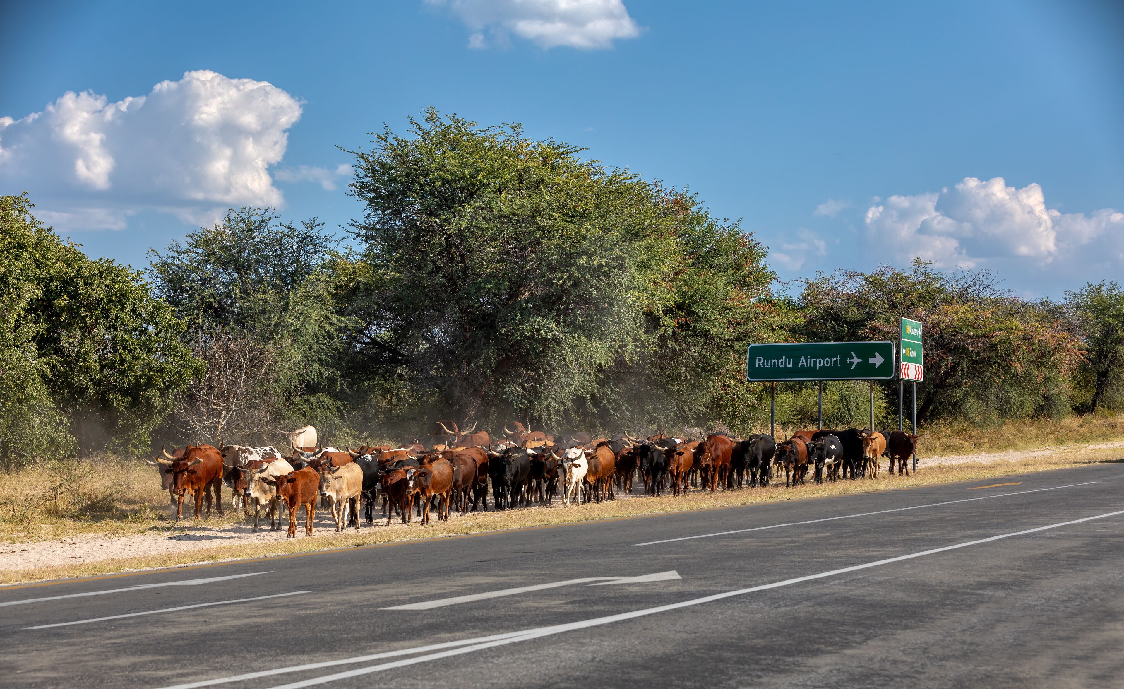 herd of domestic cattle goes from pasture on highway near Rundu airport, Northern Namibia, Africa