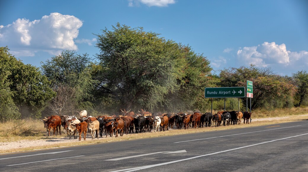 herd of domestic cattle goes from pasture on highway near Rundu airport, Northern Namibia, Africa