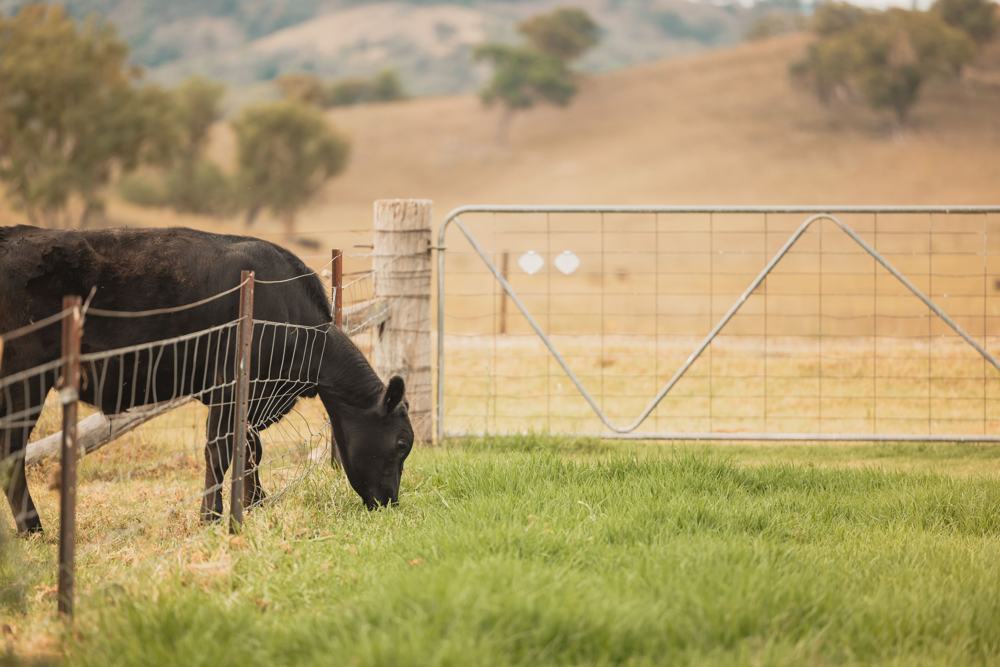 Black angus steer pushing head through farm fence to eat greener grass on the other side