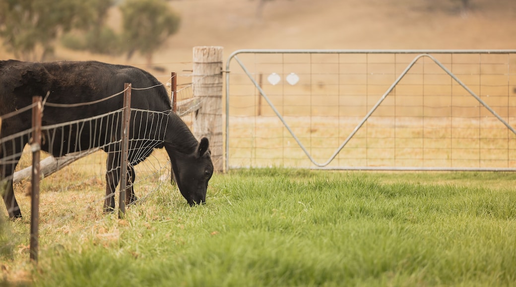 Black angus steer pushing head through farm fence to eat greener grass on the other side