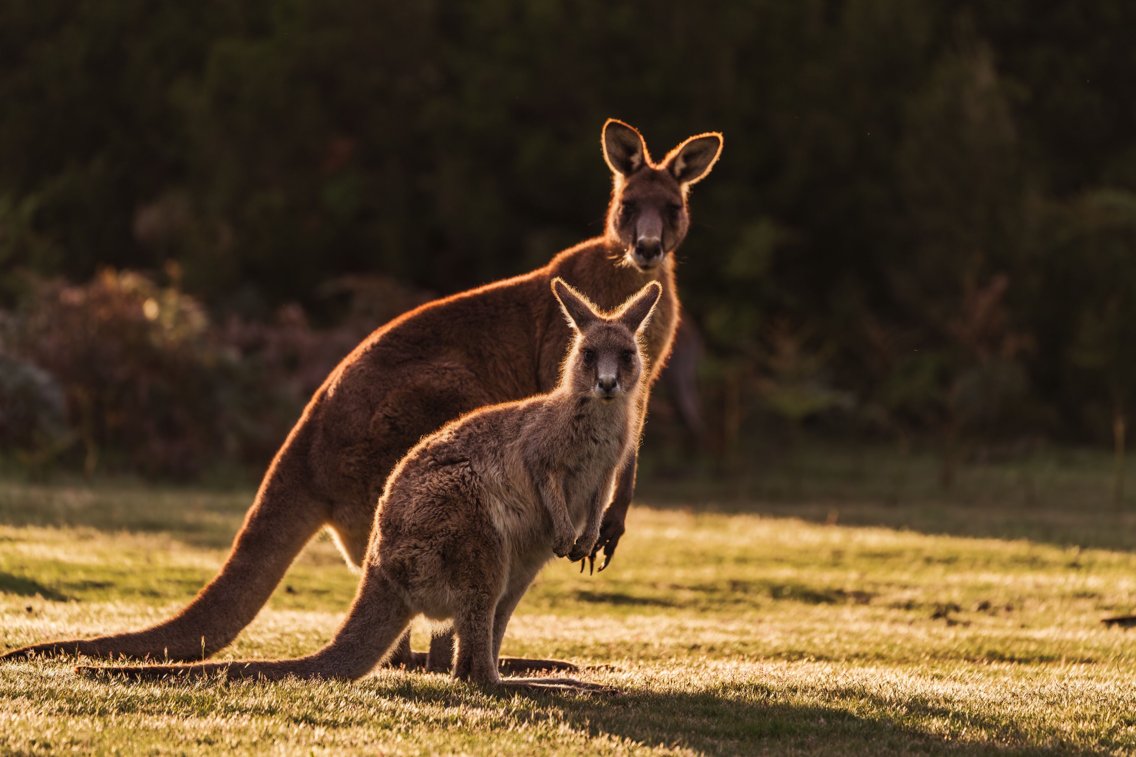 Two kangaroos in a grassy field with trees in the background.