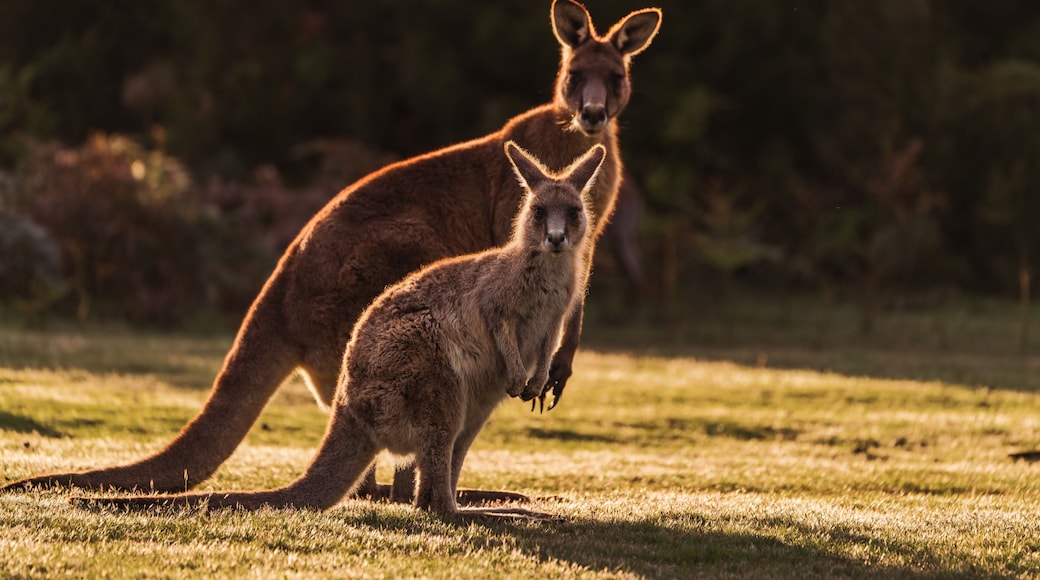 Two kangaroos in a grassy field with trees in the background.