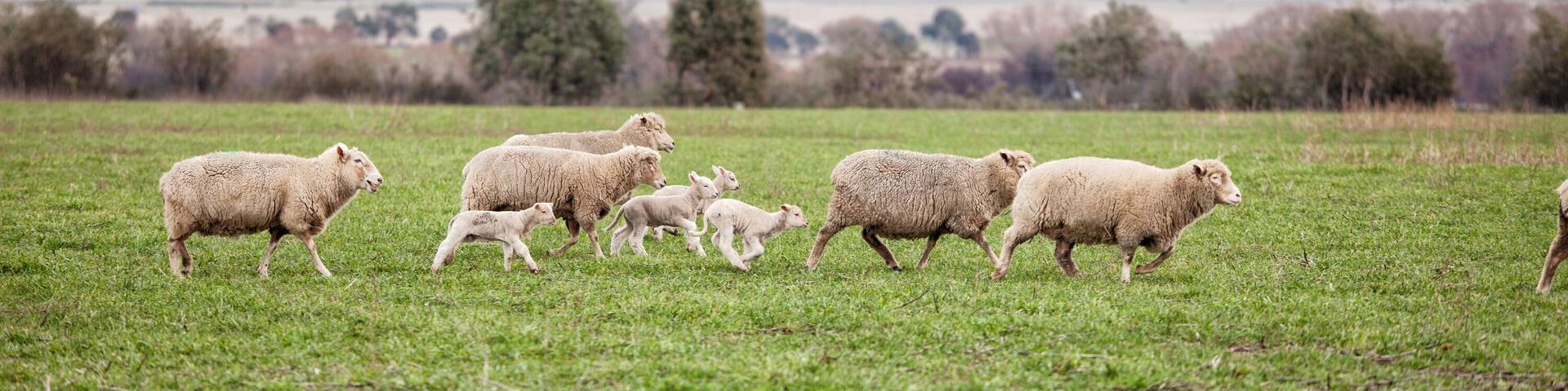 Ewes and young lambs in a paddock