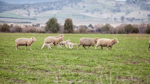 Ewes and young lambs in a paddock