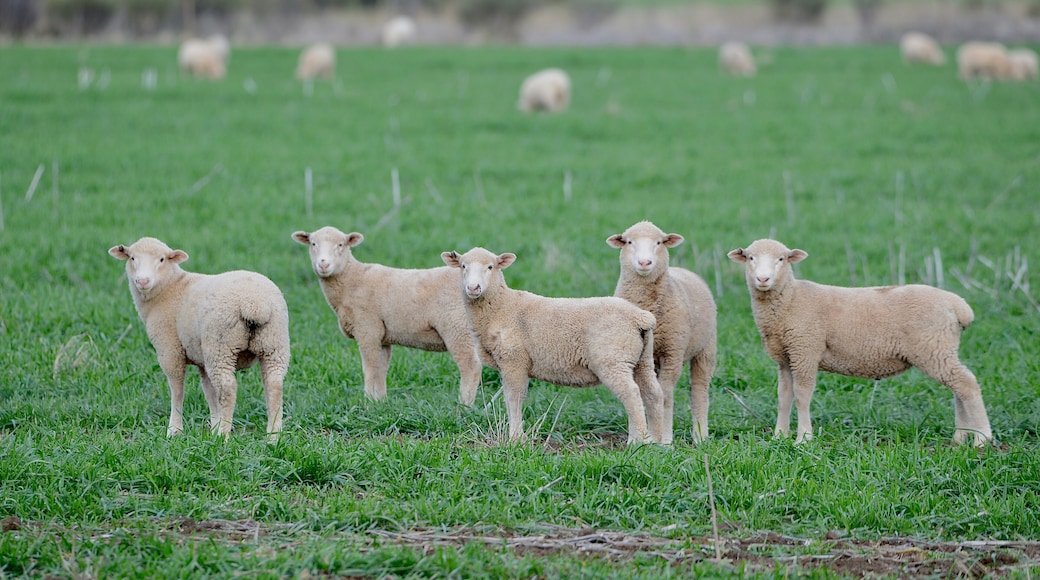 Lambs grazing in a lush green field.