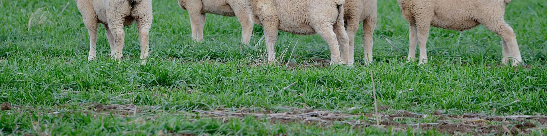 Lambs grazing in a lush green field.