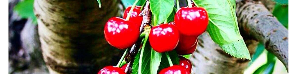 Pick your own Cherry!
Situated on the South West Slopes of New South Wales in the heart of the Hilltops Food and Wine Region, Young is renowned for glorious undulating countryside, vineyards, orchards, fascinating pioneering history, exciting events and for being known as the Cherry Capital of Australia!