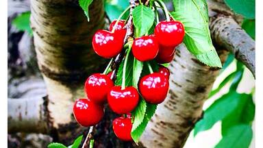 A tree with clusters of red cherries and green leaves.