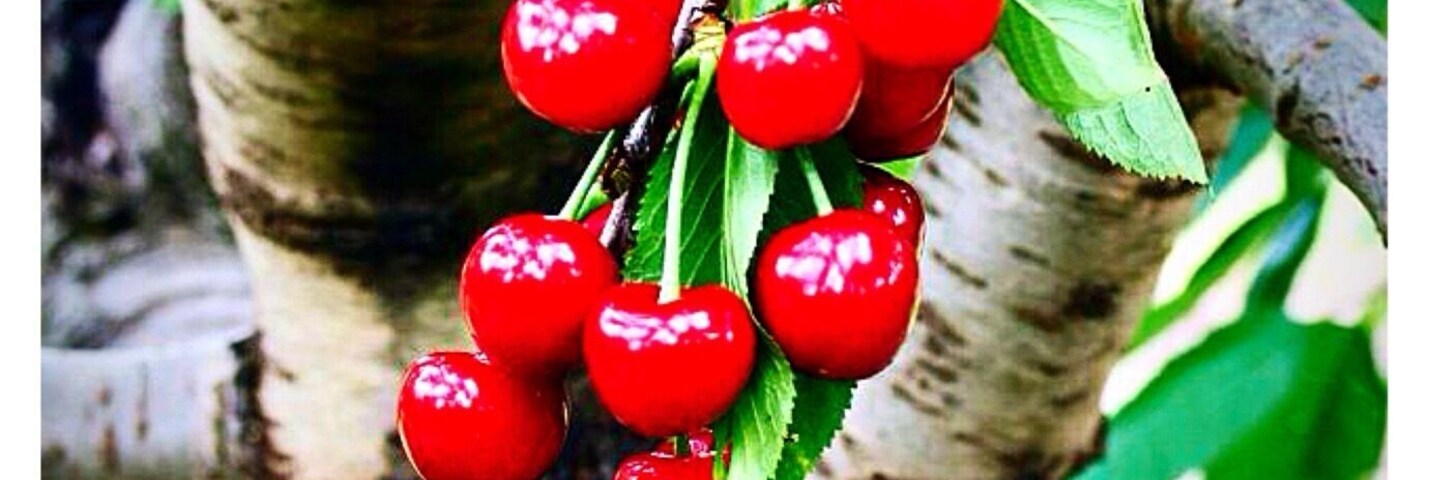Pick your own Cherry! 
Situated on the South West Slopes of New South Wales in the heart of the Hilltops Food and Wine Region, Young is renowned for glorious undulating countryside, vineyards, orchards, fascinating pioneering history, exciting events and for being known as the Cherry Capital of Australia!