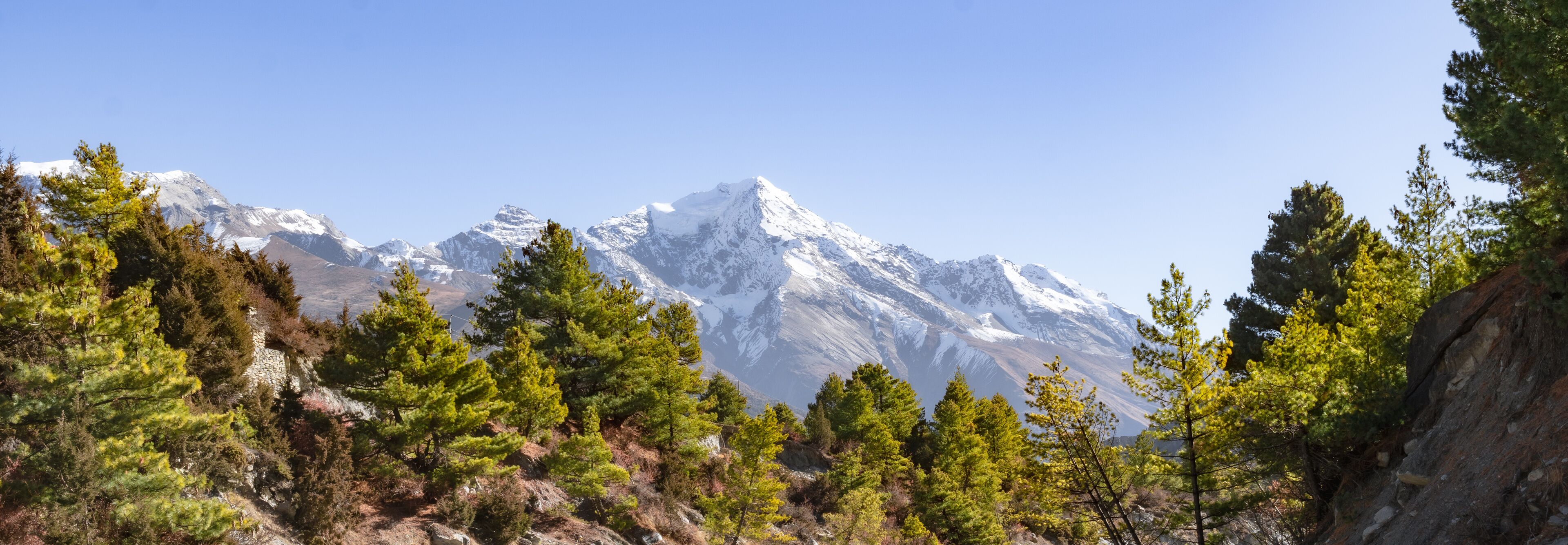 A mountain range with snow-capped peaks and dense coniferous forest in the foreground.