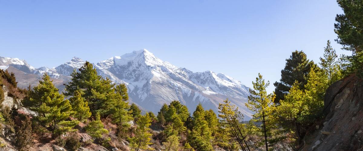 A mountain range with snow-capped peaks and dense coniferous forest in the foreground.