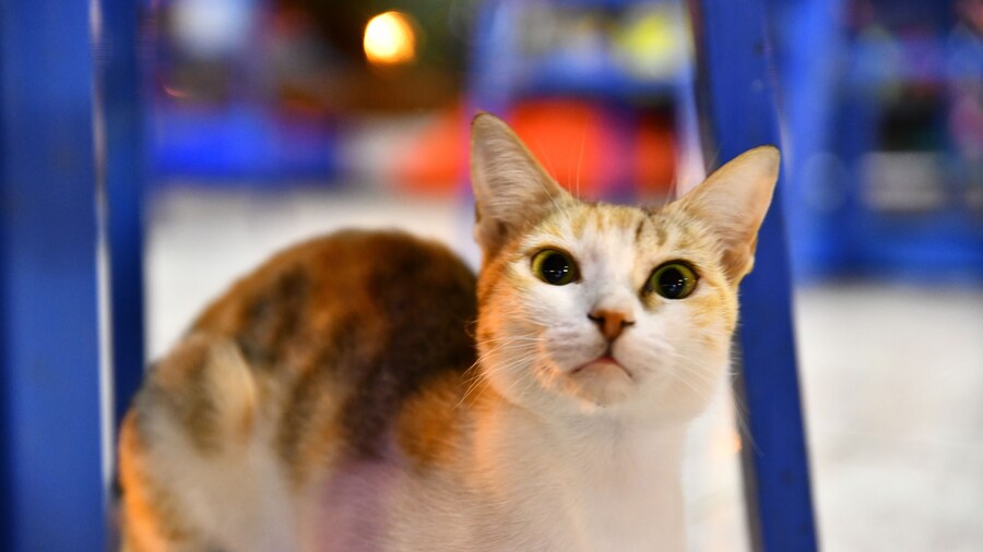 A #cat which i found on the top of #Mountain #Hafeet at Al #Ain City #UAE under the cafeteria table.