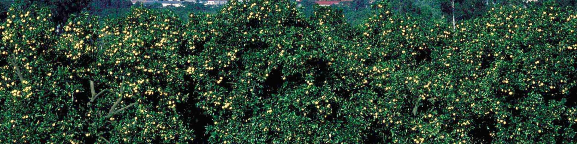 Nelspruit showing a garden and landscape views