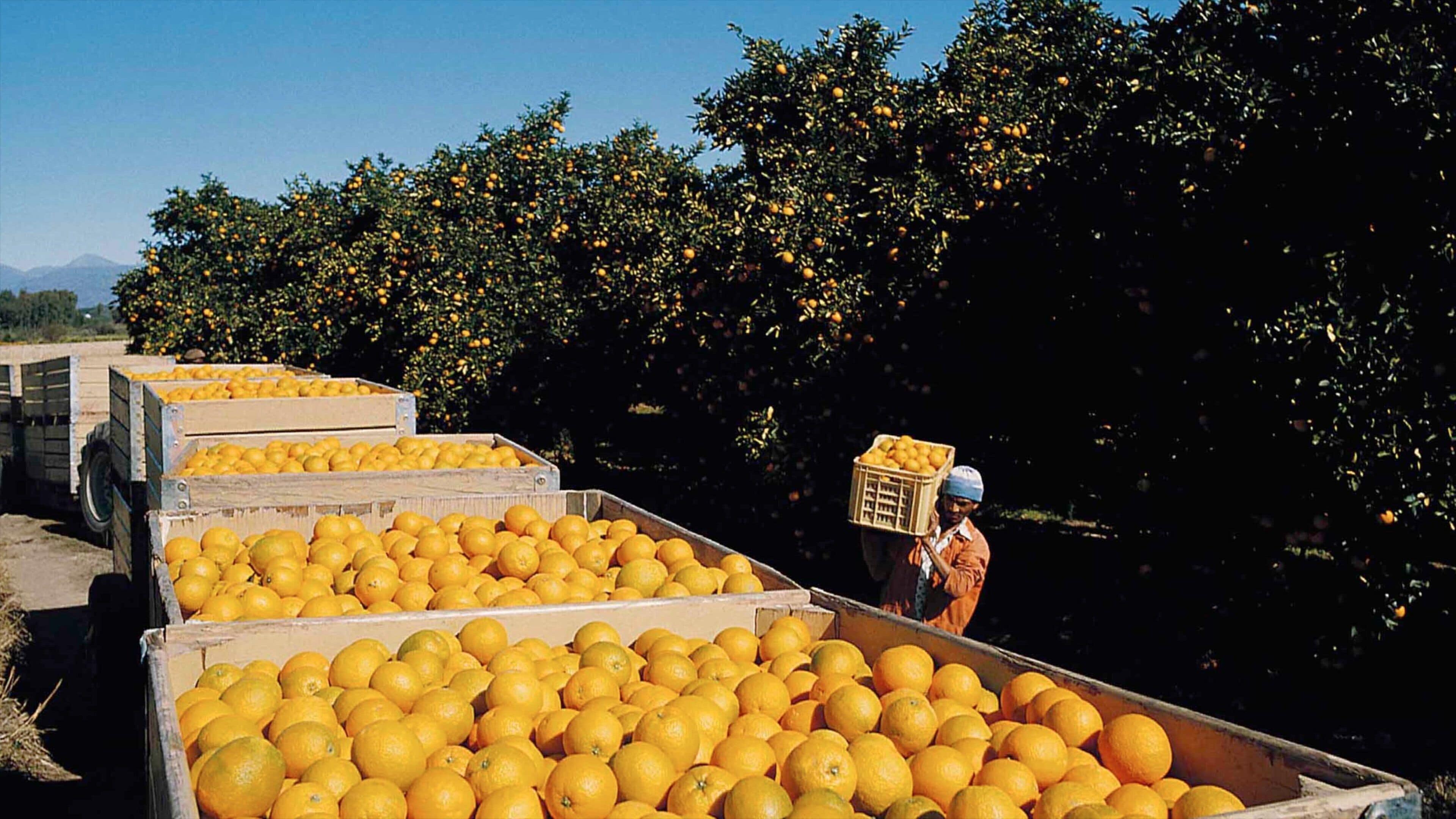 Nelspruit inclusief akkerland en eten en ook een man