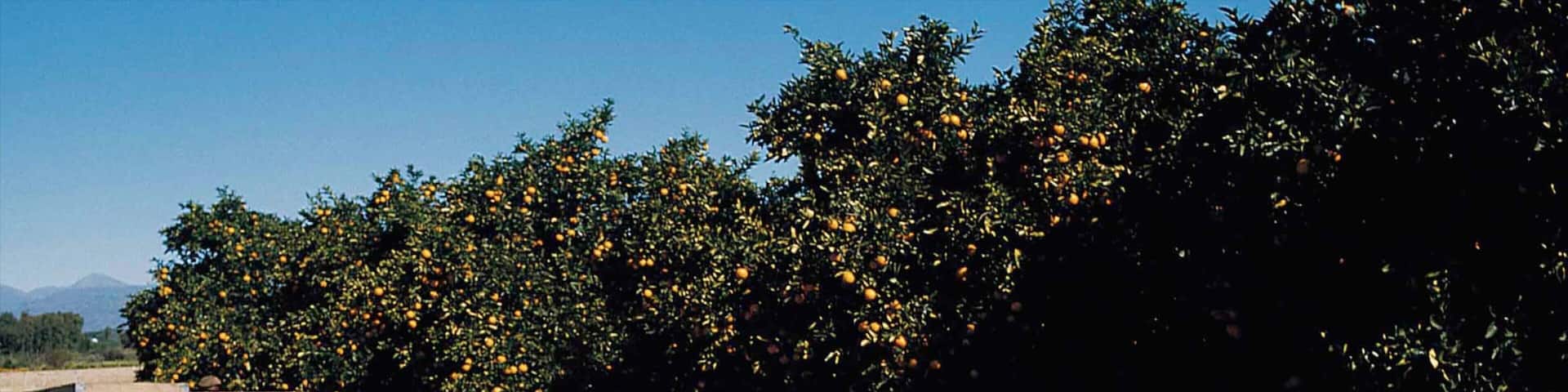 Nelspruit which includes farmland and food as well as an individual male