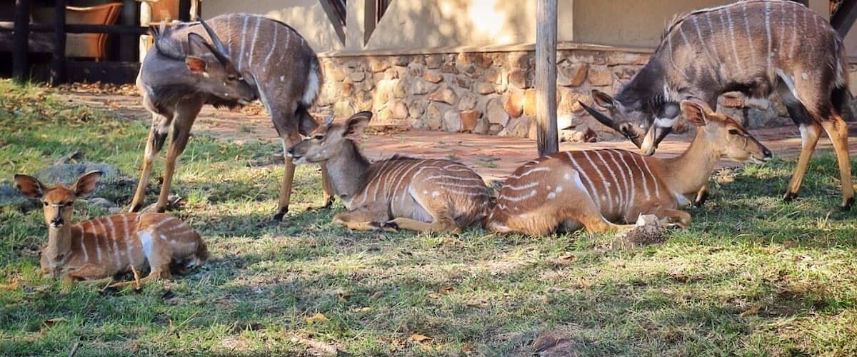 Bongani mountain lodge is unfenced which means you can get up close and personal with the wildlife. Nelson Mandela stayed here for a while right after he was let out of prison.