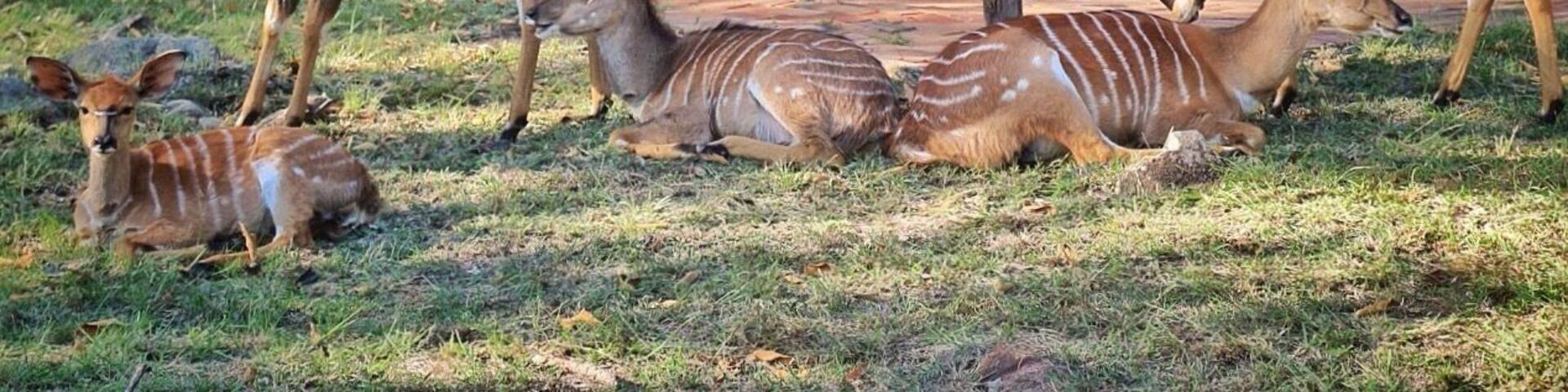Bongani mountain lodge is unfenced which means you can get up close and personal with the wildlife. Nelson Mandela stayed here for a while right after he was let out of prison.