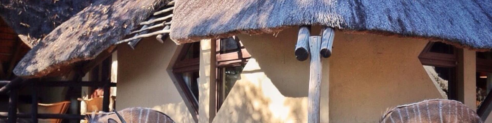 Bongani mountain lodge is unfenced which means you can get up close and personal with the wildlife. Nelson Mandela stayed here for a while right after he was let out of prison.