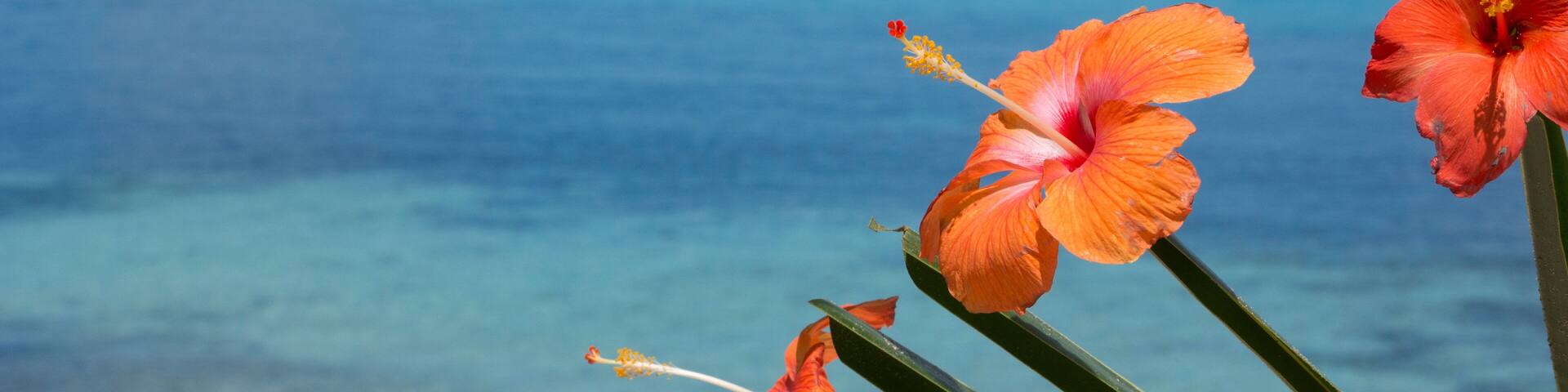 Melanesia, Solomon Islands, island of Owaraha or Owa Raha (formerly known as Santa Ana), village of Gupuna aka Ghupuna. Artistically arranged hibiscus flowers on the beach of Owa Raha.