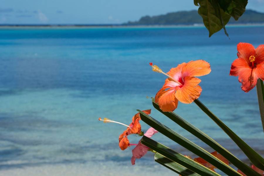 Melanesia, Solomon Islands, island of Owaraha or Owa Raha (formerly known as Santa Ana), village of Gupuna aka Ghupuna. Artistically arranged hibiscus flowers on the beach of Owa Raha.