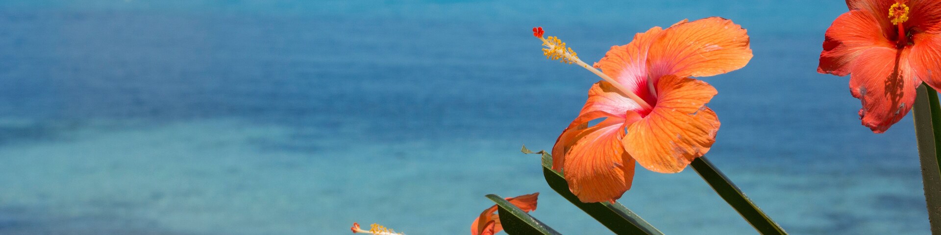 A tropical beach with clear blue water and orange hibiscus flowers.