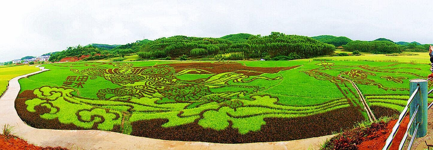 #Binyang Ancient Town of Nanning found a huge paddy painting "#MonkeyKing" true to life,is the first rice paddy painting in Guangxi of China
https://twitter.com/Beautifulgx