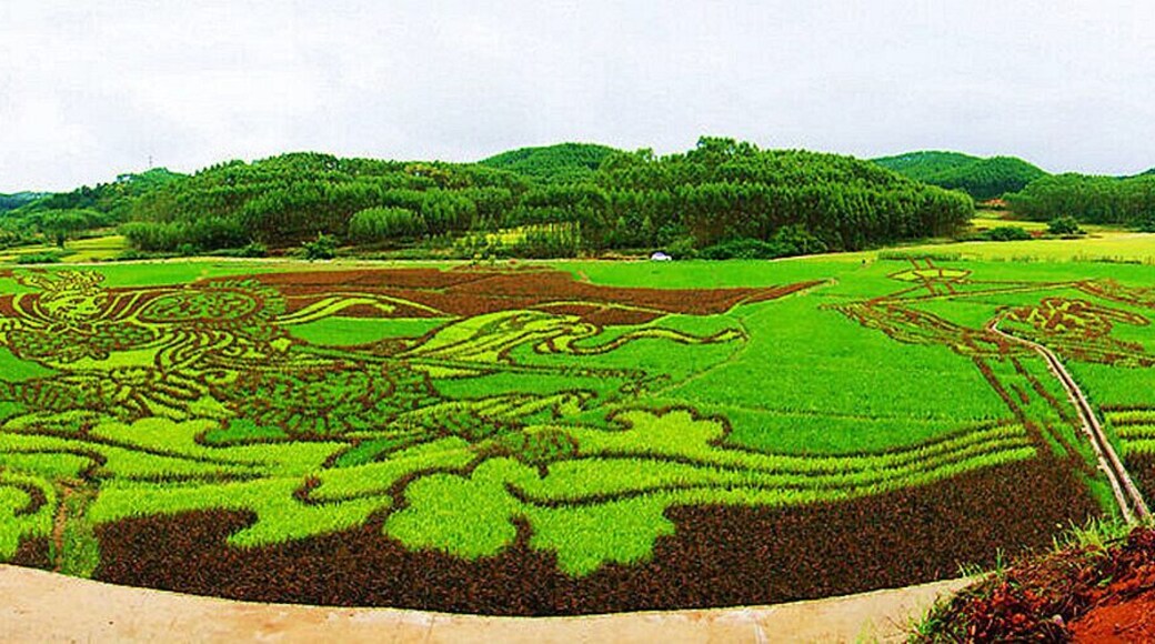 #Binyang Ancient Town of Nanning found a huge paddy painting "#MonkeyKing" true to life,is the first rice paddy painting in Guangxi of China
https://twitter.com/Beautifulgx