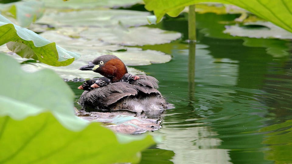 A duckling swimming among lily pads in a pond.