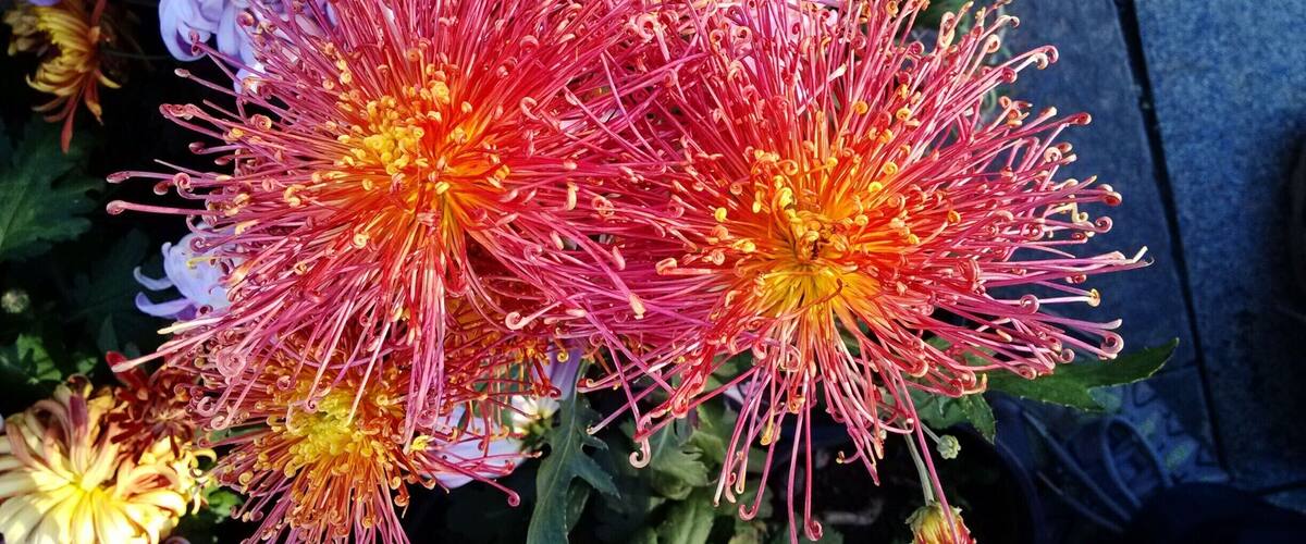 During the #ChongYangFestival, chrysanthemums are in full blossom,so enjoy the #chrysanthemums is an important activity for people.
待到重阳日,还来就菊花
https://twitter.com/Beautifulgx