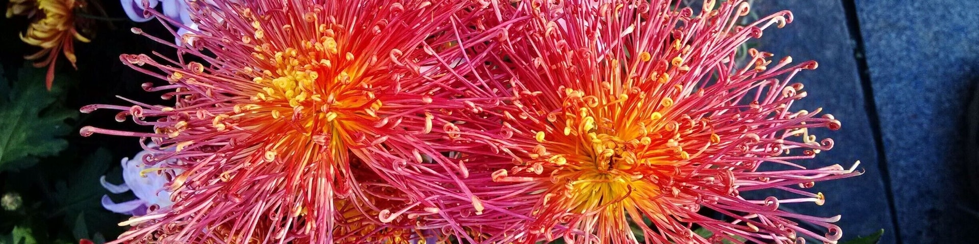 During the #ChongYangFestival, chrysanthemums are in full blossom,so enjoy the #chrysanthemums is an important activity for people.
待到重阳日,还来就菊花
https://twitter.com/Beautifulgx