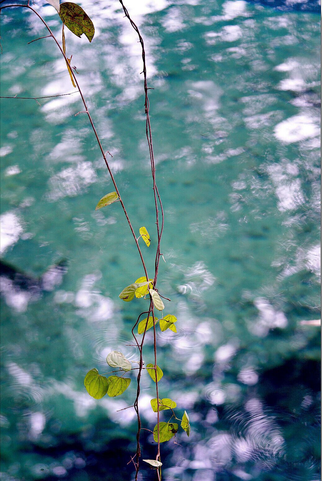 A branch with green leaves against a turquoise water background with white clouds.