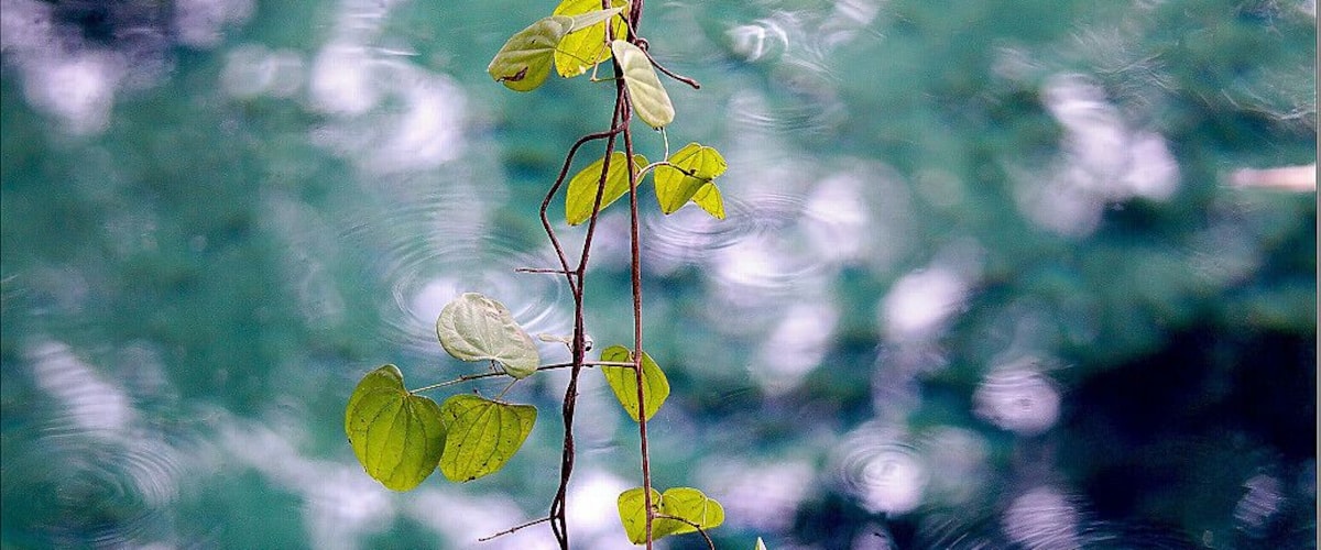 A branch with green leaves against a turquoise water background with white clouds.