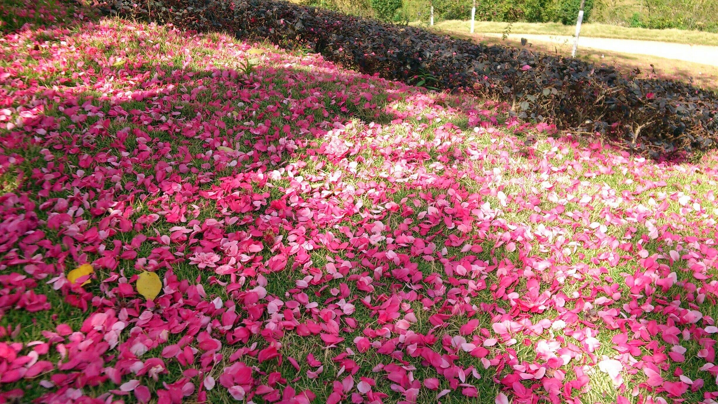 The #Peach Blossom Festival in the Qingxiu Mountain Scenic Spot of #Nanning.

https://twitter.com/Beautifulgx 
