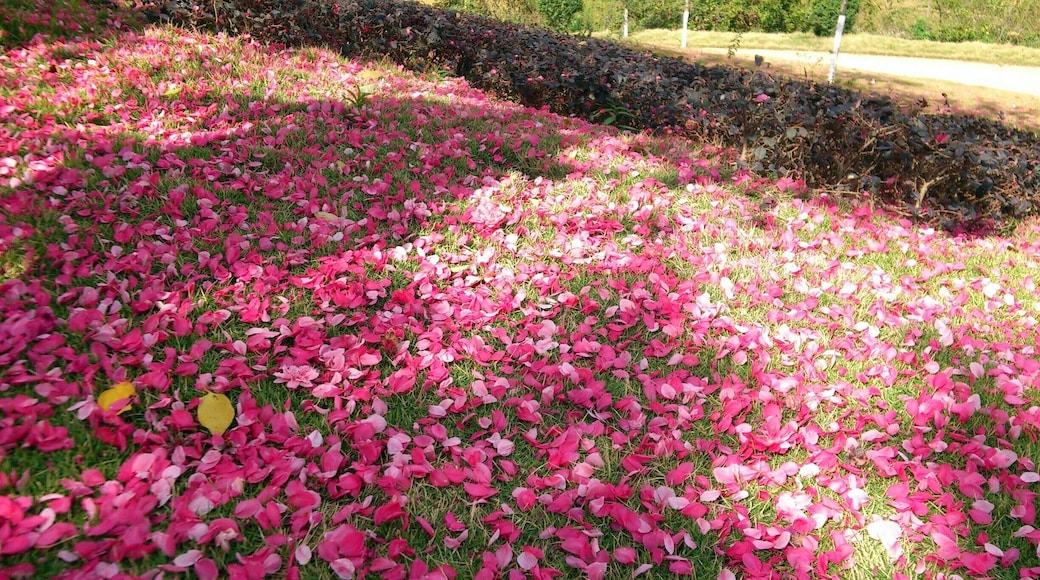 The #Peach Blossom Festival in the Qingxiu Mountain Scenic Spot of #Nanning.
https://twitter.com/Beautifulgx