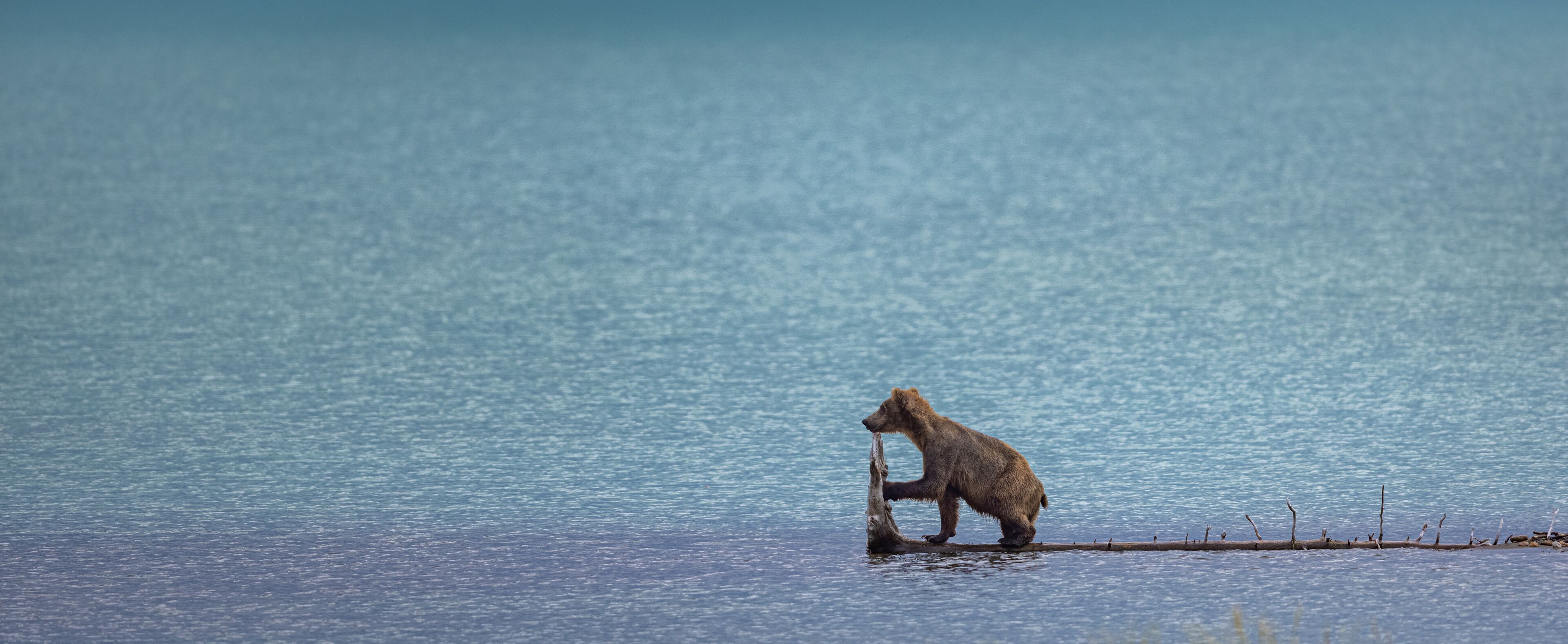 A bear standing on a log in a body of water.