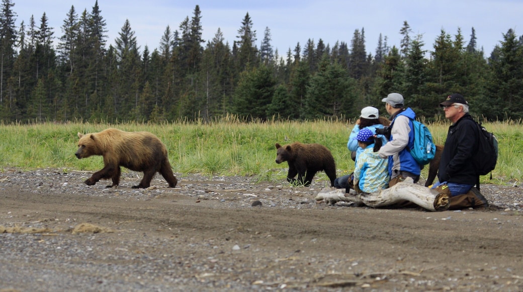 How close did we get to the bears in such a remote location?