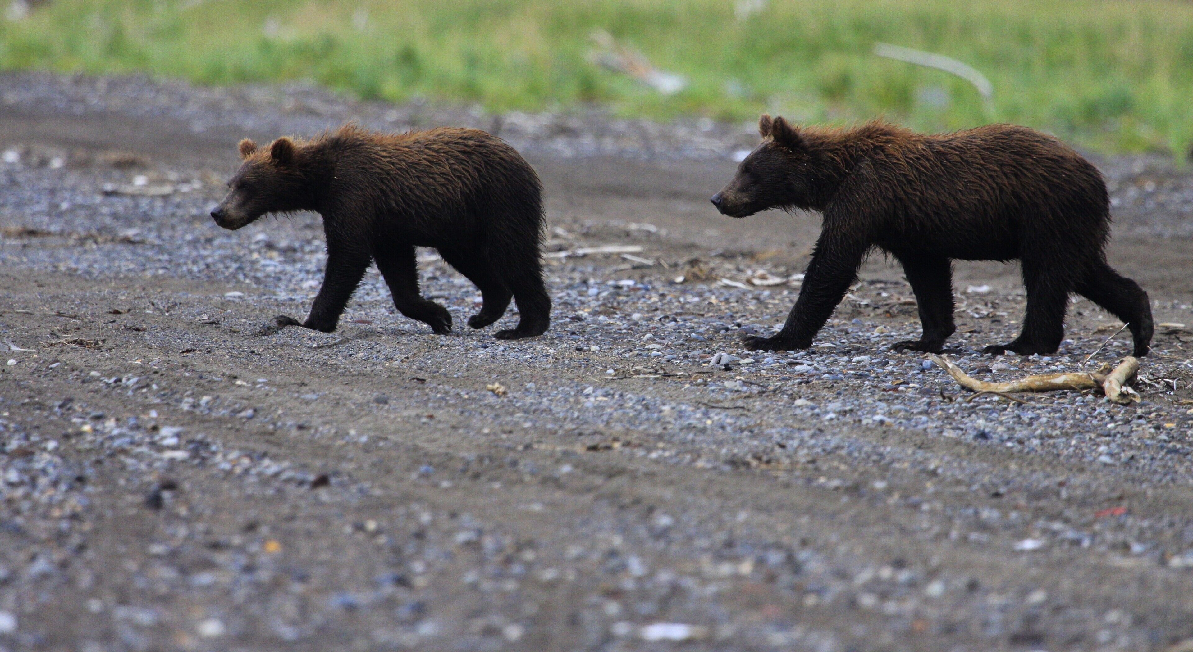 Two yearling cubs walking down to the beach to watch their mom dig for clams