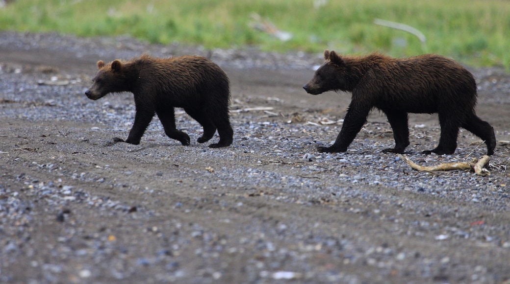 Two yearling cubs walking down to the beach to watch their mom dig for clams