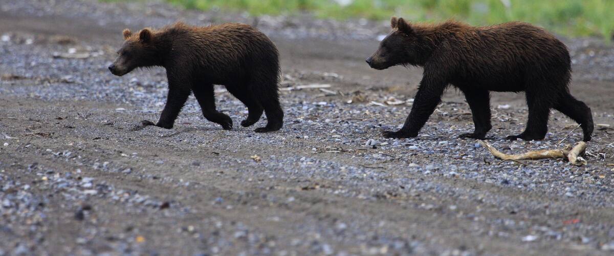 Two bears walking on a gravelly terrain with sparse vegetation in the background.