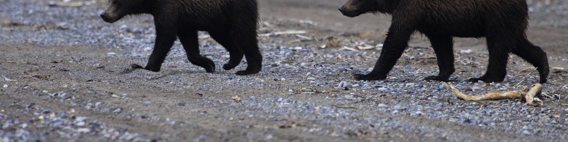 Two bears walking on a gravelly terrain with sparse vegetation in the background.