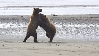Hope you are not getting bored to death looking at Bear Photos!
Two cubs playing on the ocean beach