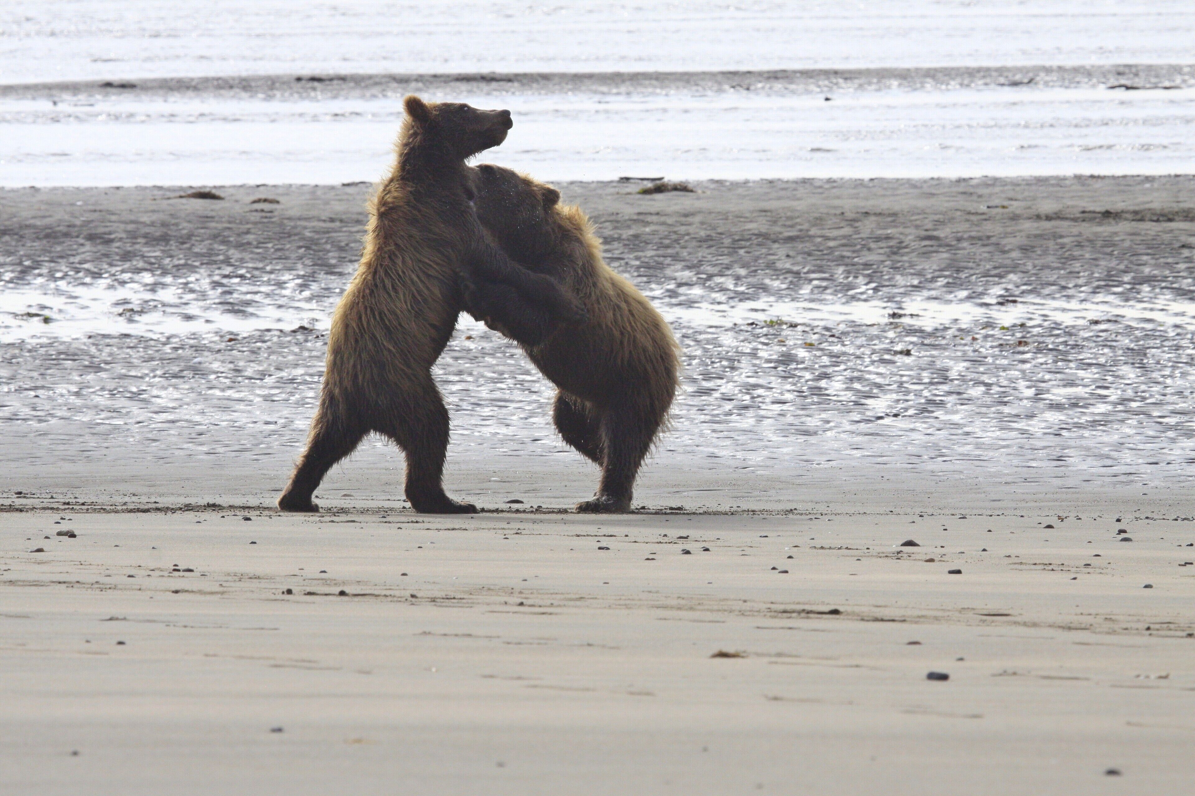 Two bears on a beach with water in the background.