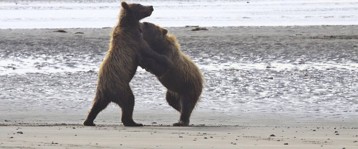 Two bears on a beach with water in the background.