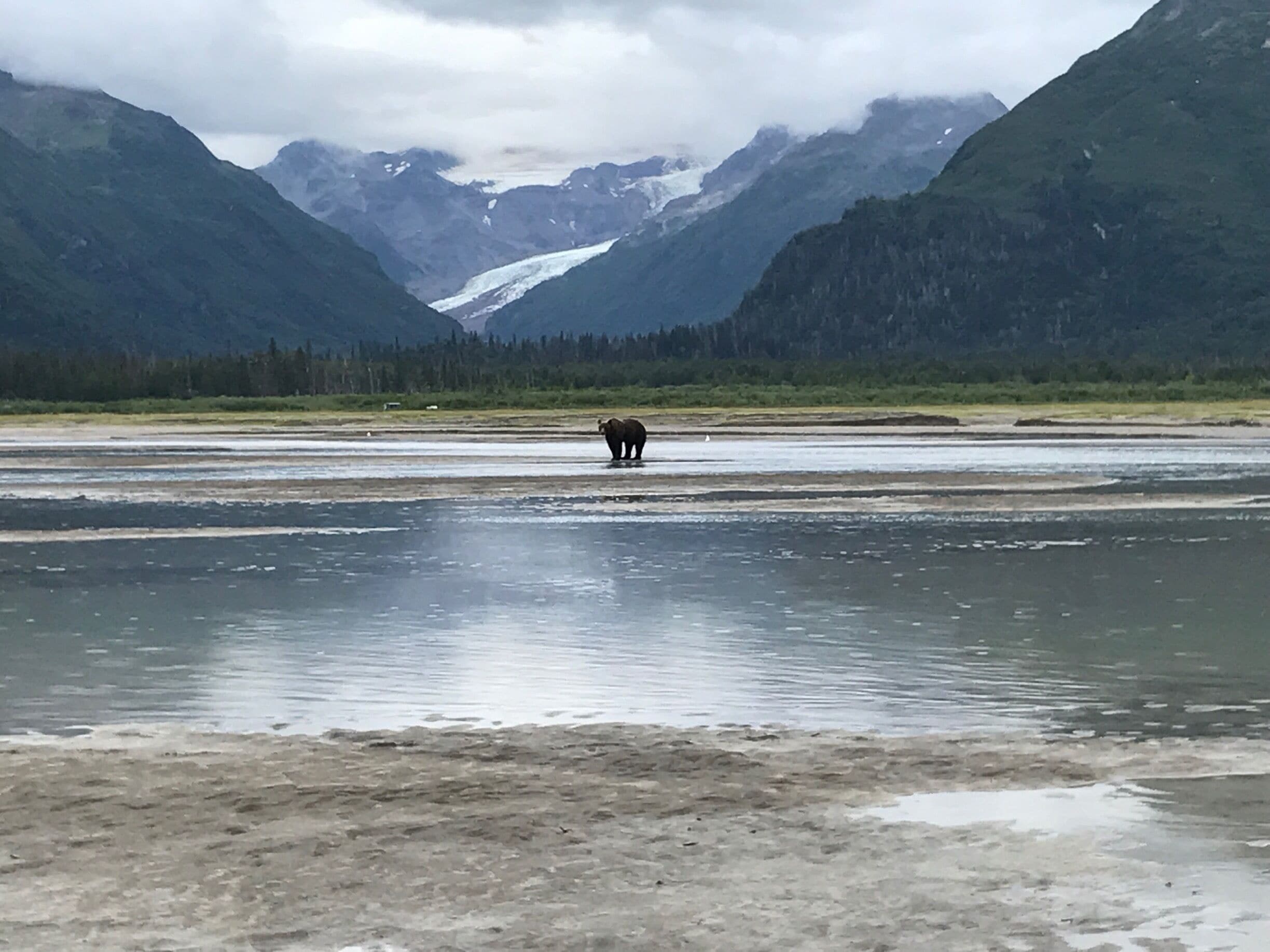 Grizzlys and Glaciers