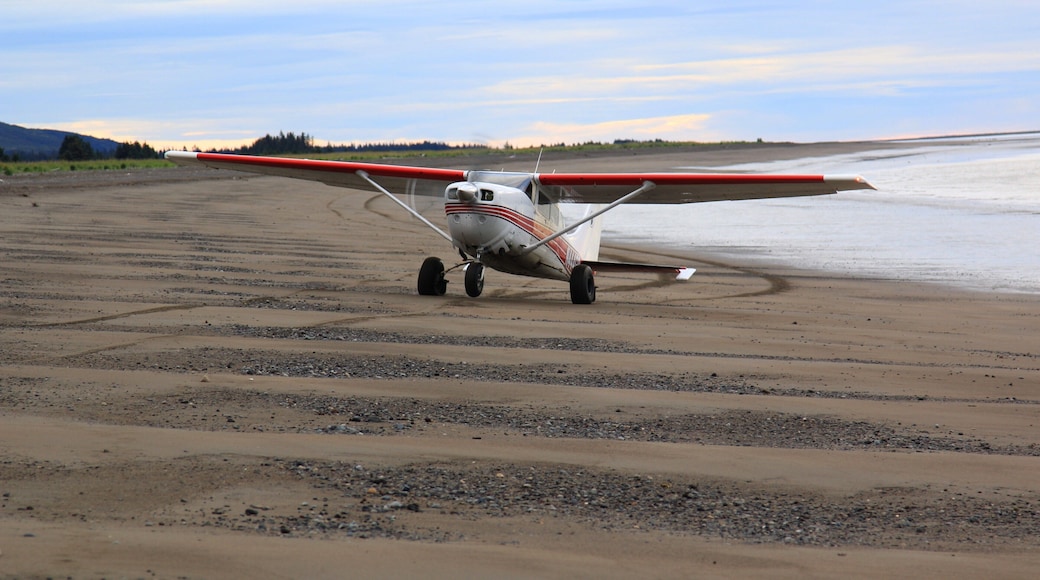 Highlight of our Alaska trip: BEAR WATCHING TOUR: Flew in to Lark Clark on Kbay Air out of Homer, Alaska. Landed on a sand beach at low tide while the sand was compacted.