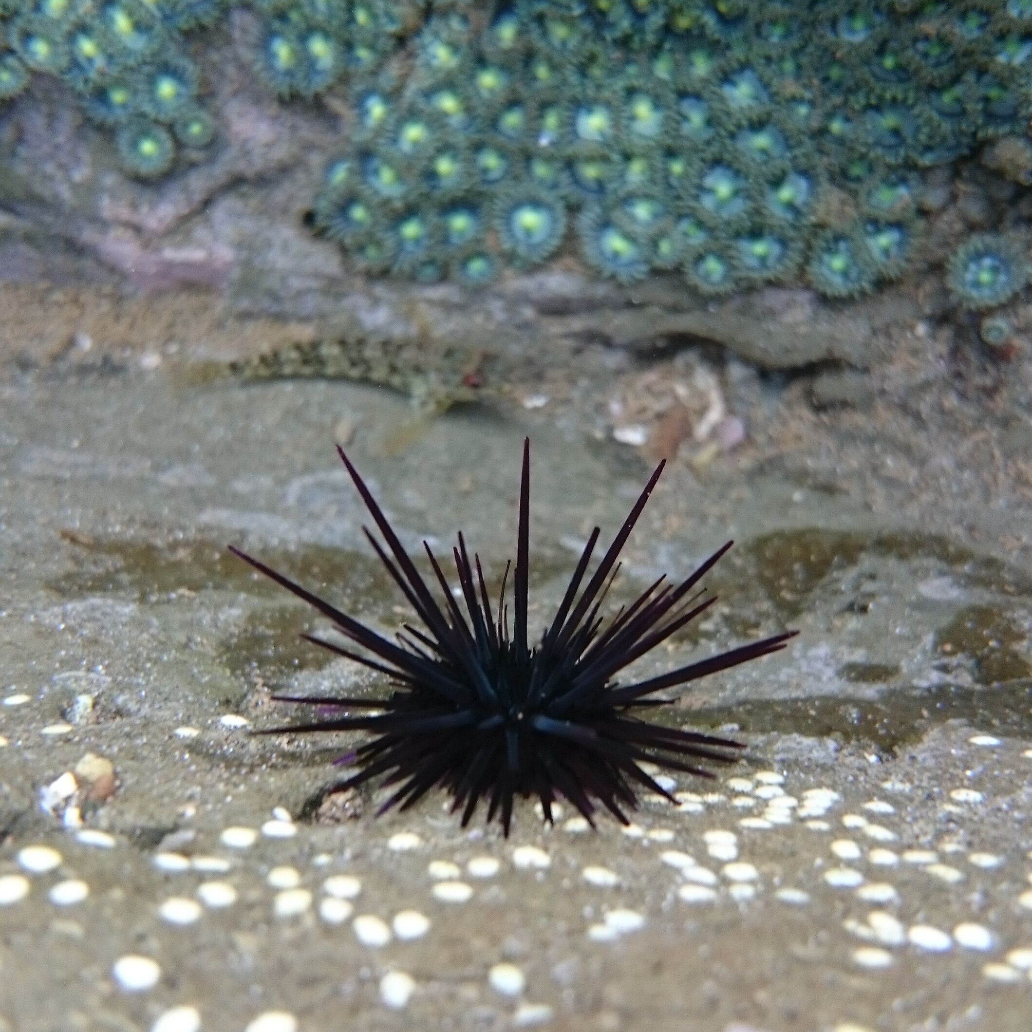 Underwater tide pool photography!

A sea urchin with a backdrop of of sea anemones and a little camouflaged fish.

We stayed in Guiones, within a few minutes walk to the beach. With our rental car, we were close to several beaches, each with their own distinct character. Playa Pelada had morning cool tide pools to explore.

#BeachBound