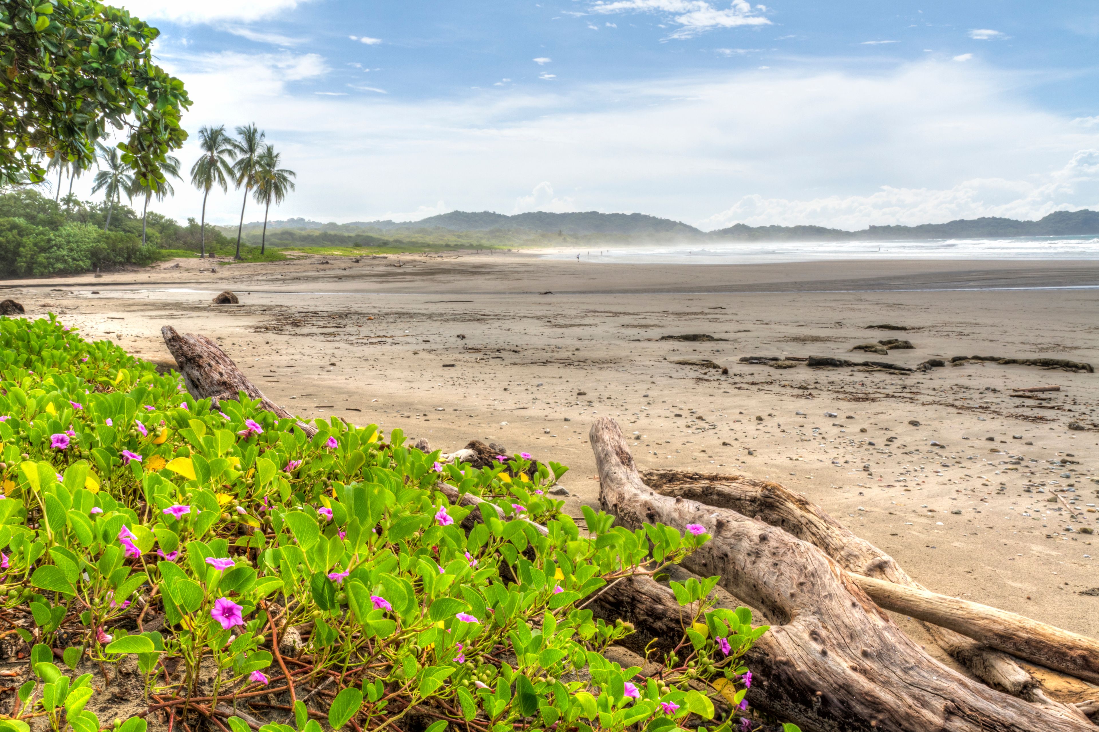 A beach with green vegetation and a large log in the foreground.