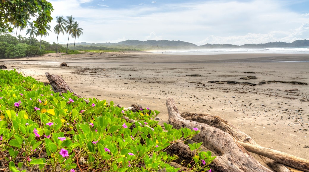 Una playa con vegetación verde y un tronco grande al frente.