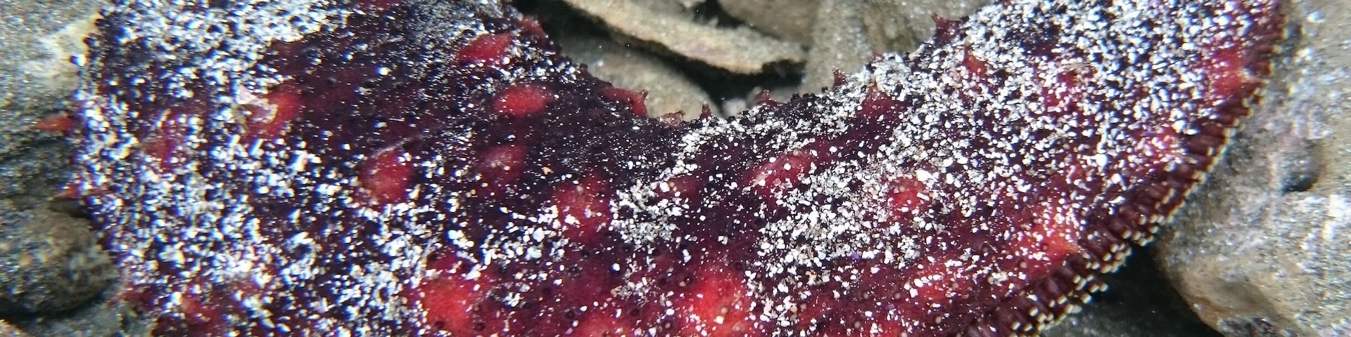 Underwater tide pool photography!
A sea cucumber!
We stayed in Guiones, within a few minutes walk to the beach. With our rental car, we were close to several beaches, each with their own distinct character. Playa Pelada had morning cool tide pools to explore.
#BeachBound