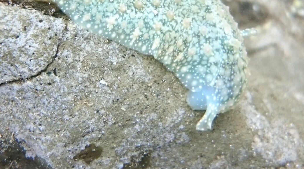 Underwater tide pool photography!
A sea slug or a sea hare?
We stayed in Guiones, within a few minutes walk to the beach. With our rental car, we were close to several beaches, each with their own distinct character. Playa Pelada had morning cool tide pools to explore.
#BeachBound